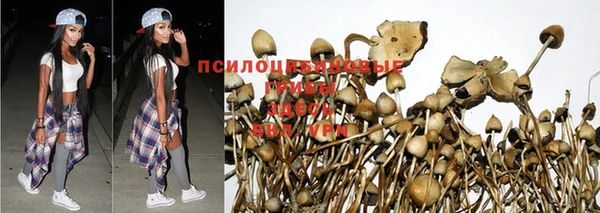 индика Михайловск