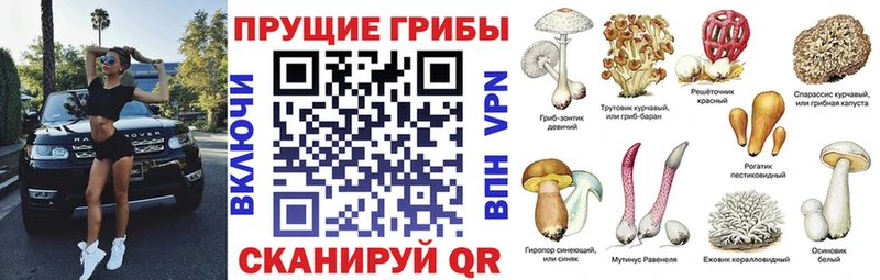 площадка наркотические препараты Зубцов Галлюциногенные грибы Cubensis hydra ONION